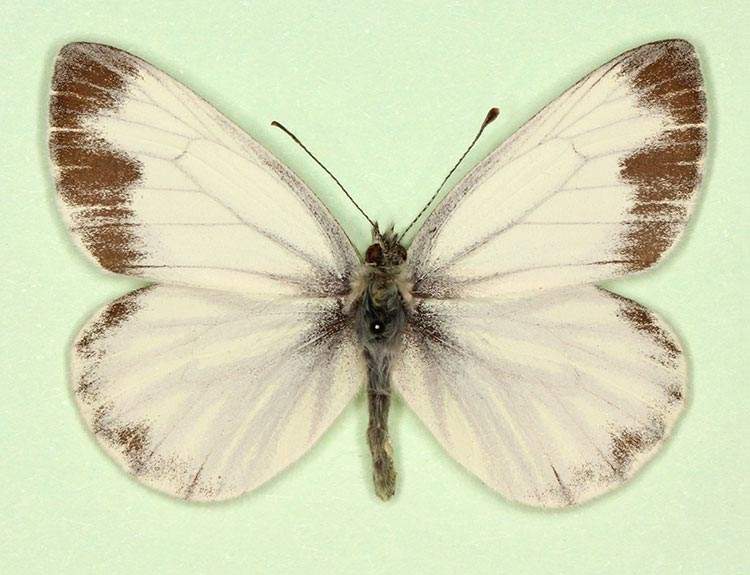 Pieris napi male (aberrant form funebris 6) (Internet Image property of respective owner, non-commercial use only)